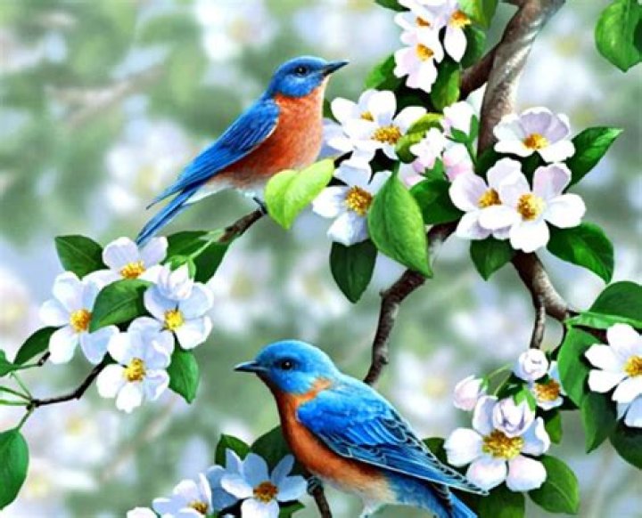 Birds and Mages
