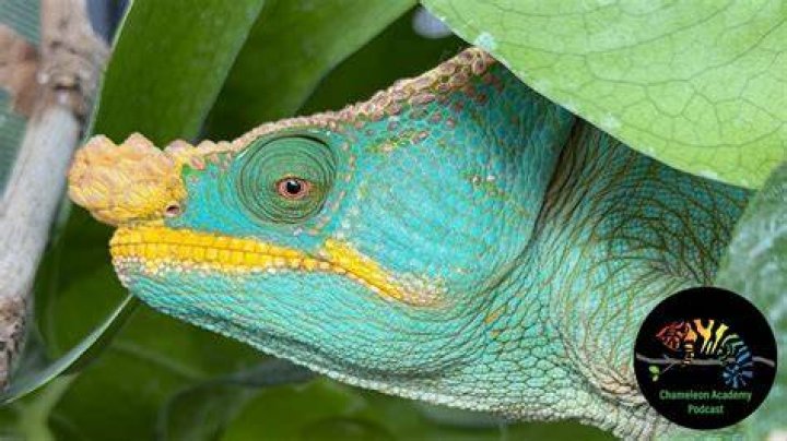 Chameleon should get a solo movie